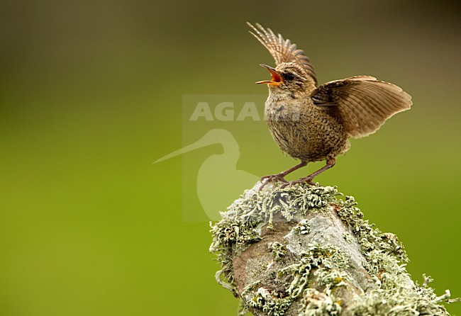 Zingende Winterkoning, Winter Wren singing stock-image by Agami/Danny Green,