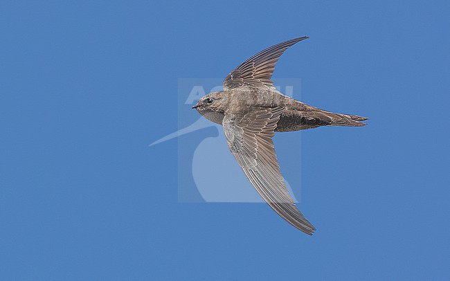 Cape Verde Swift (Apus alexandri) flying over Barragem de Faveta, Santiago, Cape Verde. stock-image by Agami/Vincent Legrand,