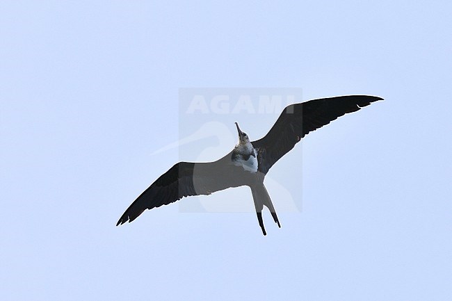Immature Lesser Frigatebird (Fregata ariel) in West Papua, Indonesia. stock-image by Agami/Laurens Steijn,