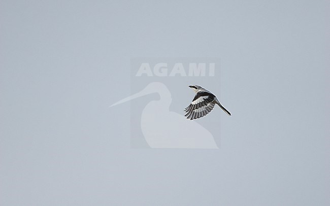 Great Grey Shrike (Lanius excubitor excubitor) adult hovering in Nordsjælland, Denmark stock-image by Agami/Helge Sorensen,