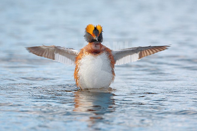 Volwassen Kuifduiker met vleugels wijd; Adult Horned Grebe spreading wings stock-image by Agami/Daniele Occhiato,