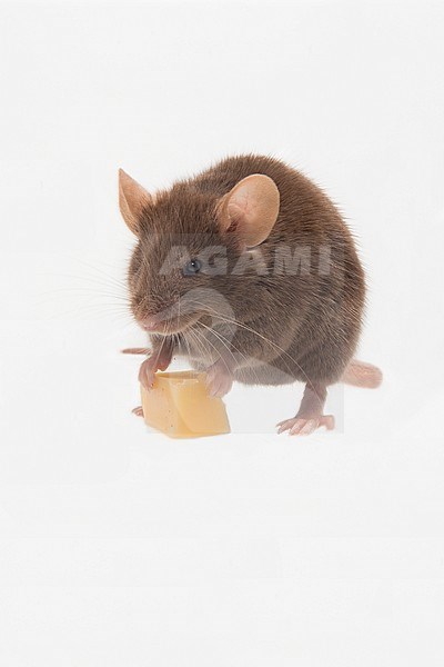 Huismuis, House Mouse, Mus musculus stock-image by Agami/Theo Douma,