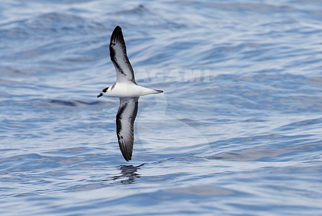 Zwartkapstormvogel, Black-capped Petrel, Pterodroma hasitata stock-image by Agami/Mike Danzenbaker,