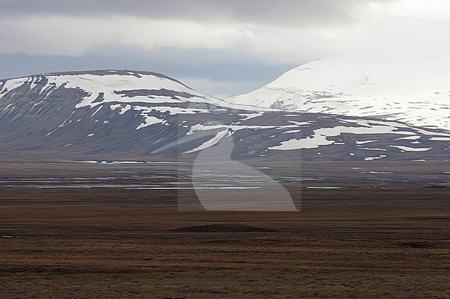 Tundra of Svalbard, Arctic Norway. stock-image by Agami/Harvey van Diek,
