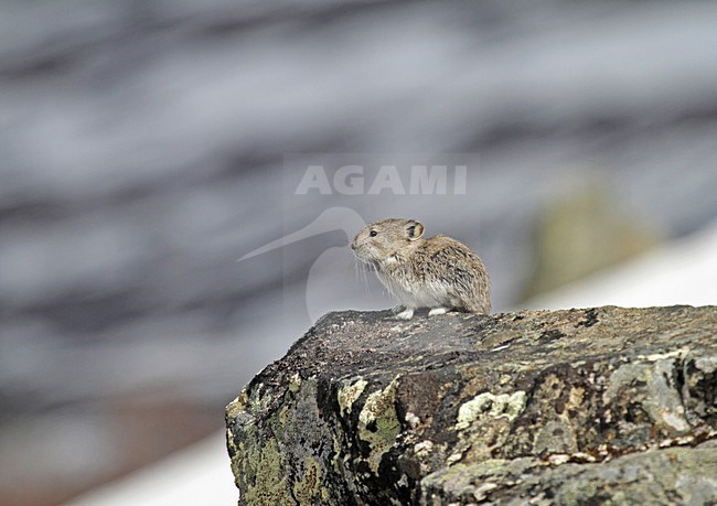 Alaskafluithaas, Collared pika stock-image by Agami/Pete Morris,