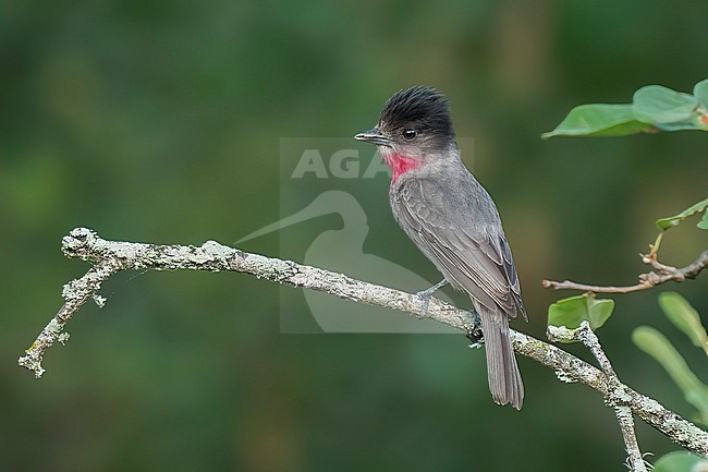 Adult male
Nuevo Leon, Mexico
May 2022 stock-image by Agami/Brian E Small,