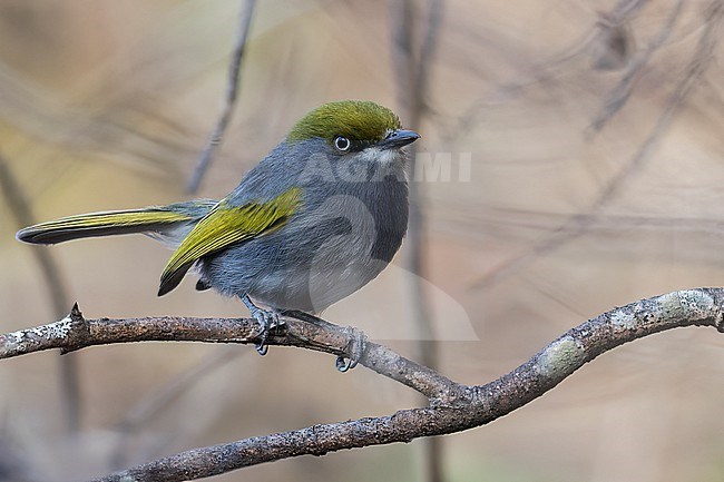 Slaty Vireo (Vireo brevipennis) perched on a branch in Oaxaca, Mexico. stock-image by Agami/Glenn Bartley,