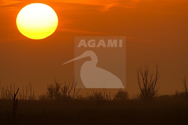 Zonsopkomst in de Oostvaardersplassen; Sunrise at Oostvaardersplassen stock-image by Agami/Menno van Duijn,