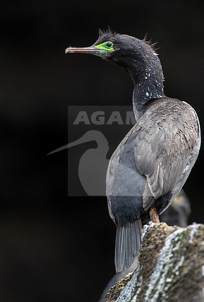 Adult Pitt Shag (Phalacrocorax featherstoni), also known as the Pitt Island shag or Featherstone's shag, at the Chatham Islands, New Zealand. stock-image by Agami/Marc Guyt,