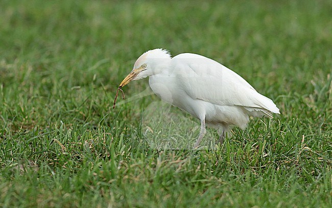 Western Cattle Egret, Bubulcus ibis, in winter plumage catching a worm in a green meadow. stock-image by Agami/Renate Visscher,