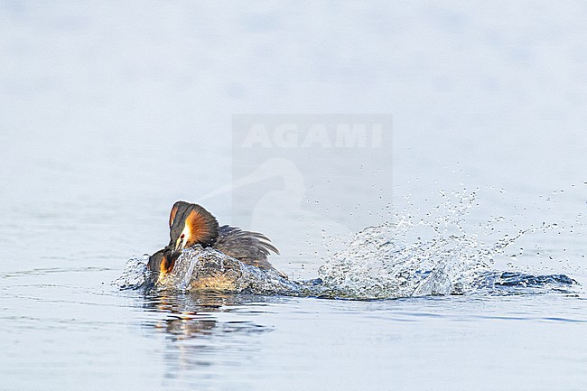 Fuut, Great Crested Grebe, Podiceps cristatus stock-image by Agami/Menno van Duijn,