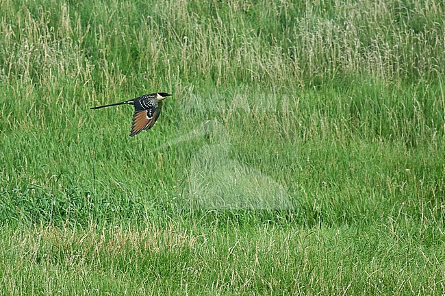 Juvenile Great Spotted Cuckoo (Clamator glandarius) in the Netherlands. Rare vagrant from southern Europe. In flight with green natural background. stock-image by Agami/Fred Visscher,