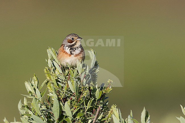 Chestnut-eared Bunting - Bandammer - Emberiza fucata ssp. fucata, Russia (Baikal), adult male stock-image by Agami/Ralph Martin,