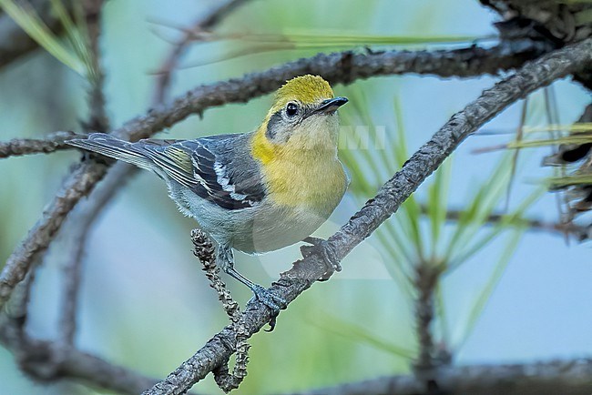 Adult female
Coahuila, Mexico
May 2022 stock-image by Agami/Brian E Small,