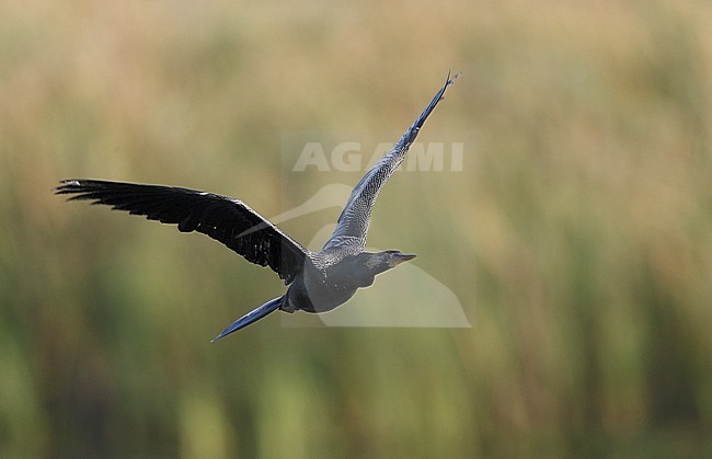 Anhinga (Anhinga anhinga),  in flight in Florida, USA stock-image by Agami/Helge Sorensen,