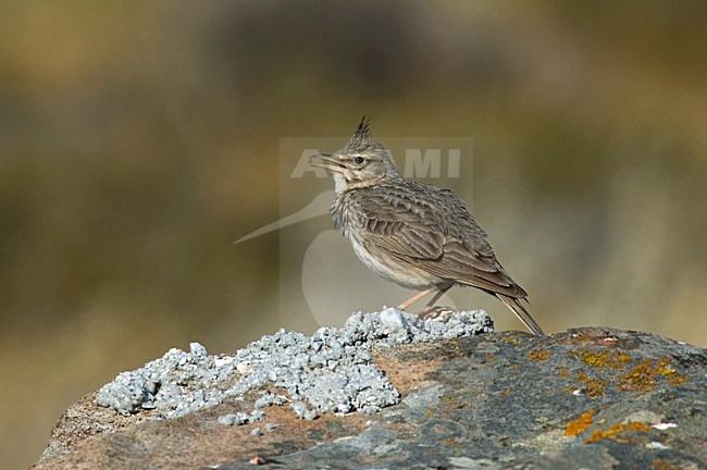Crested Lark; Kuifleeuwerik stock-image by Agami/Marc Guyt,