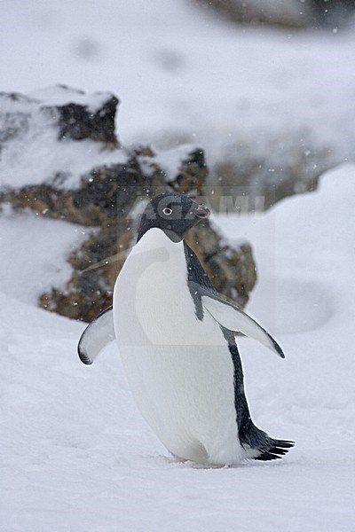 Adelie Penguin in the snow; Adelie Pinguin in de sneeuw stock-image by Agami/Marc Guyt,