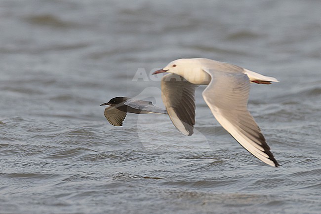 Slender-billed Gull (Chroicocephalus genei) in adult summer plumage with Black Tern (Chlidonias niger) in adult summer plumage in flight. stock-image by Agami/David Monticelli,