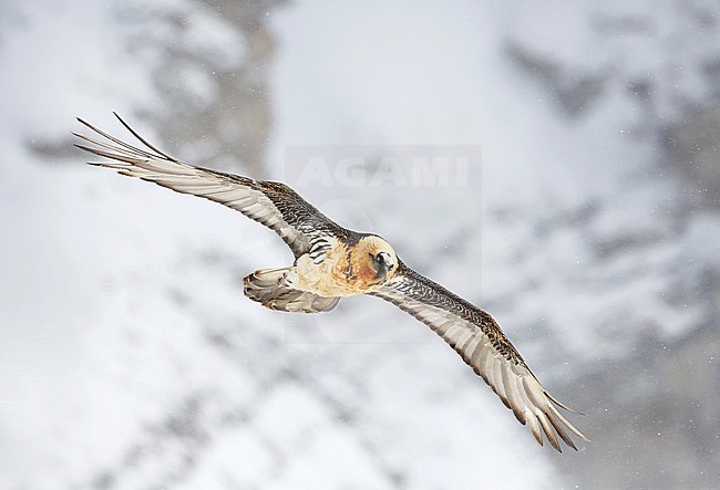 Bearded Vulture (Gypaetus barbatus) gliding in the sky in the high Alps mountains at a snow covered Gemmipass in Switzerland. stock-image by Agami/Chris van Rijswijk,