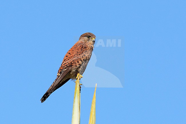 Mannetje Madagaskartorenvalk, Male Madagascar Kestrel stock-image by Agami/Laurens Steijn,