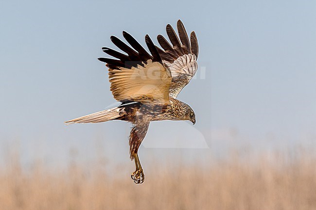 Male Marsh Harrier patrolling in leisurely flight low over reed beds. stock-image by Agami/Onno Wildschut,