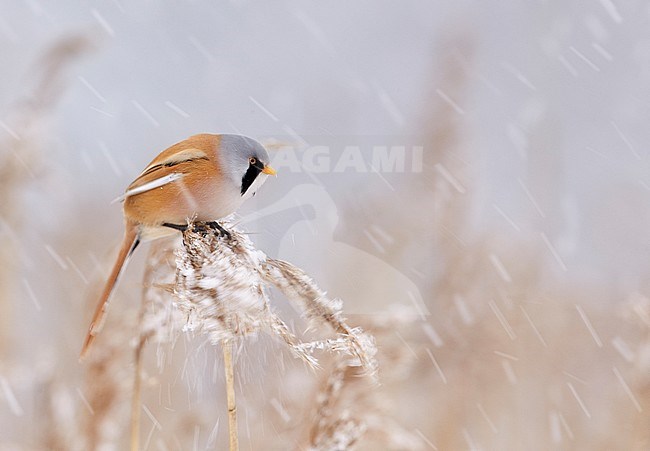 Baardman, Bearded Reedling stock-image by Agami/Markus Varesvuo,