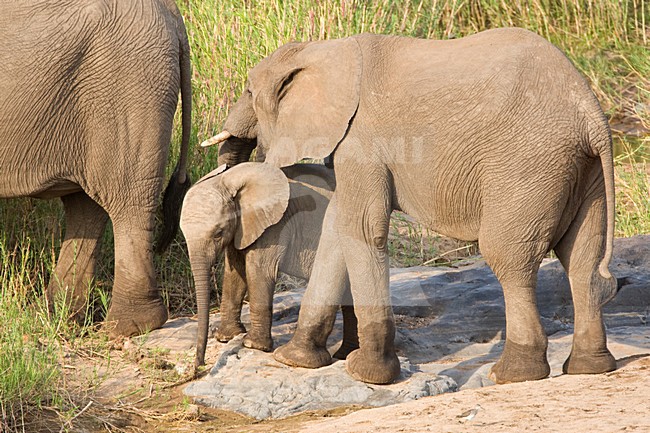 Afrikaanse Olifant in het Kruger Park; African Elephant at Kruger Park stock-image by Agami/Marc Guyt,
