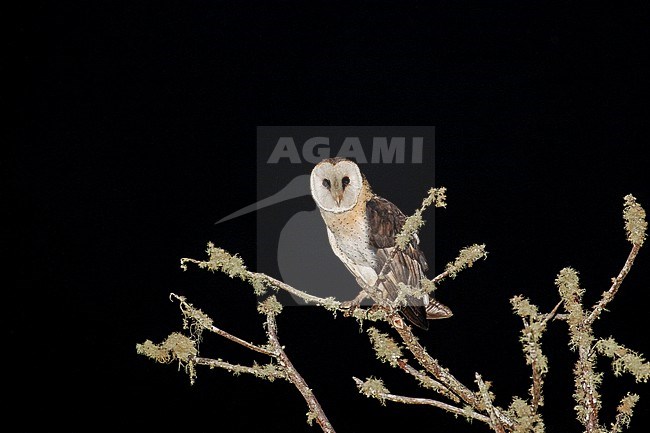 African Grass Owl (Tyto capensis) in Tanzania. stock-image by Agami/Pete Morris,