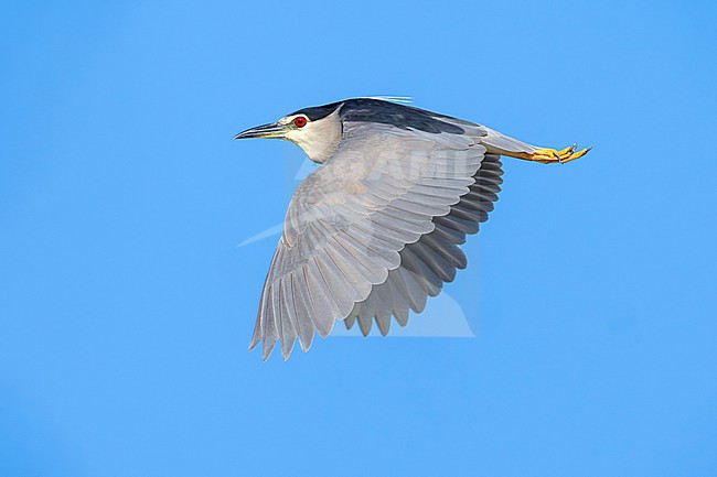 Adult Black-crowned Night Heron, Nycticorax nycticorax, in Italy. stock-image by Agami/Daniele Occhiato,