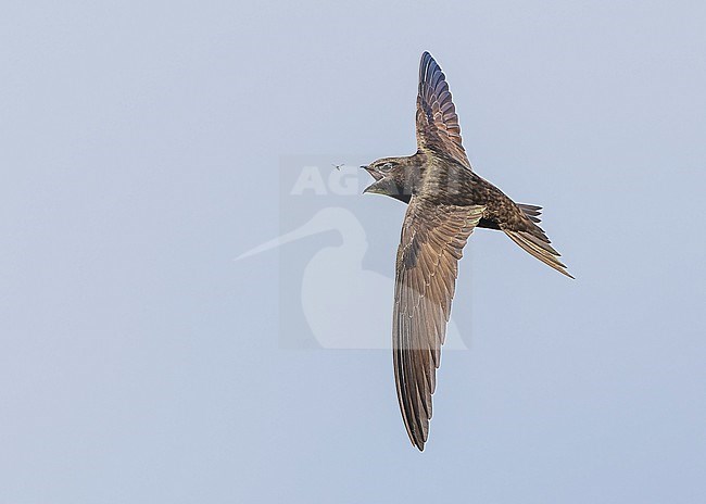 Common swift (Apus apus) in flight stock-image by Agami/Lennart Verheuvel,