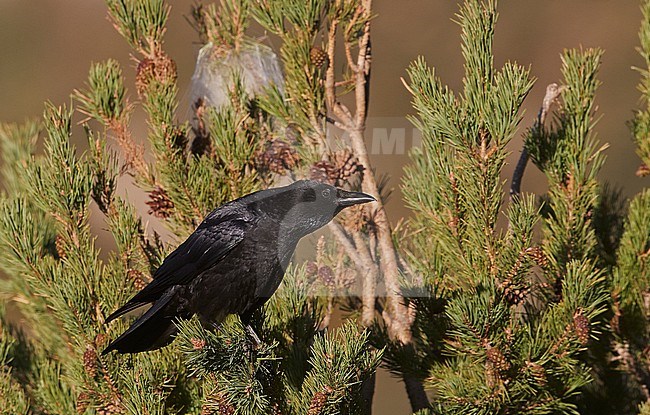 Carrion Crow (Corvus corone corone) Spain Lamiana hides November 2017 stock-image by Agami/Markus Varesvuo,