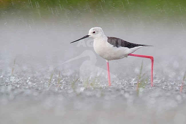 Black-winged Stilt (Himantopus himantopus), adult female walking in the water under a heavy rain, Campania, Italy stock-image by Agami/Saverio Gatto,