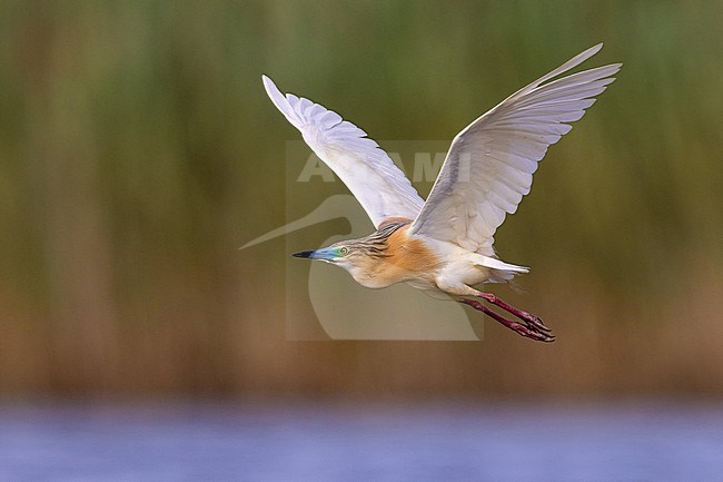 Summer plumaged adult Squacco Heron, Ardeola ralloides, in Italy. stock-image by Agami/Daniele Occhiato,