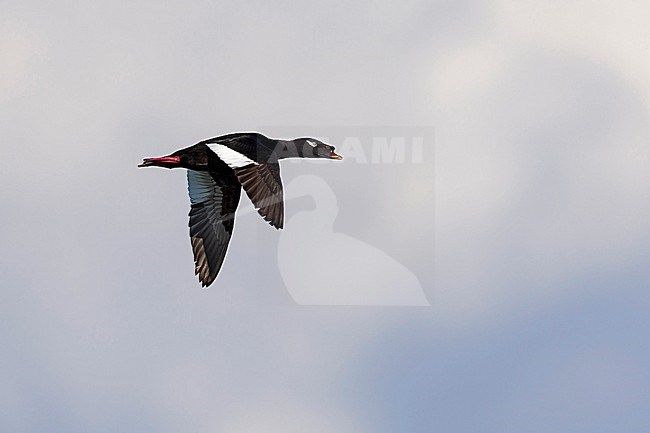 Adult male Asian White-winged Scoter (Melanitta stejnegeri) in flight in Mongolia. Also known as Stejneger's Scoter. stock-image by Agami/Mathias Putze,