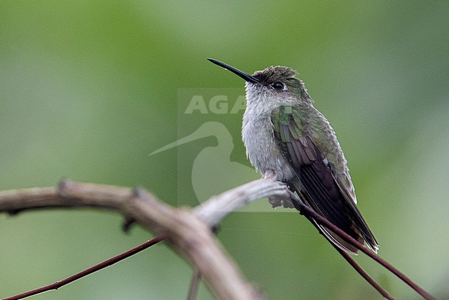 Olive-spotted Hummingbird (Talaphorus chlorocercus) at Puerto Nariño, Amazonas, Colombia. stock-image by Agami/Tom Friedel,