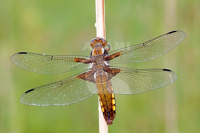 Platbuik, Broad-bodied Chaser stock-image by Agami/Theo Douma,