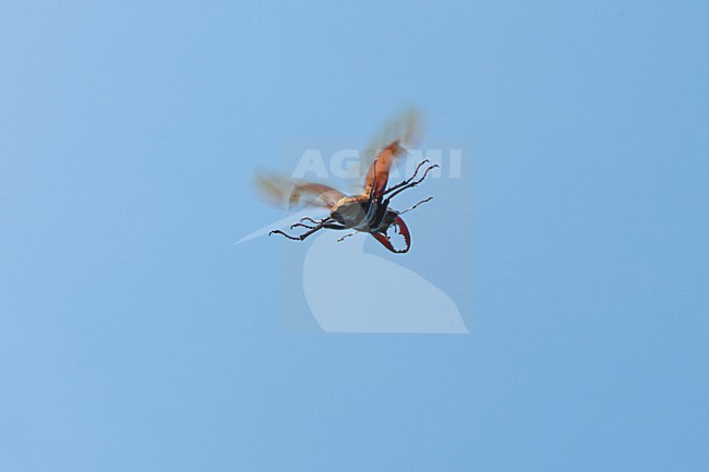 Mannetje Vliegend hert in vlucht, Male Stag beetle in flight stock-image by Agami/Rob de Jong,