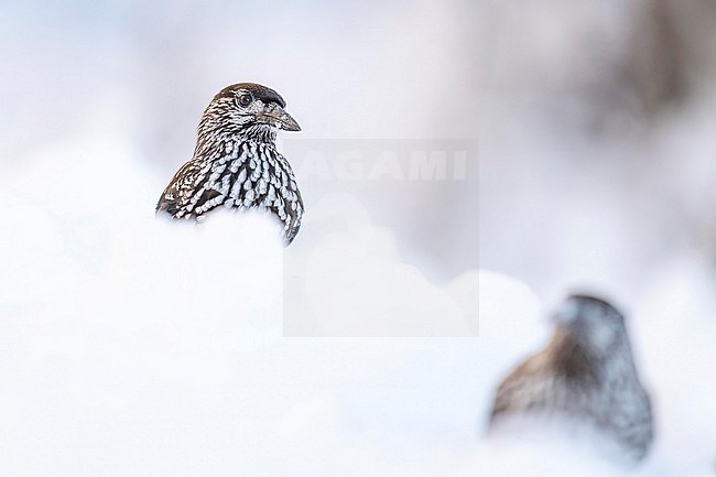 Spotted Nutcracker (Nucifraga caryocatactes) sitting in the snow in bulgarian mountain. stock-image by Agami/Marcel Burkhardt,