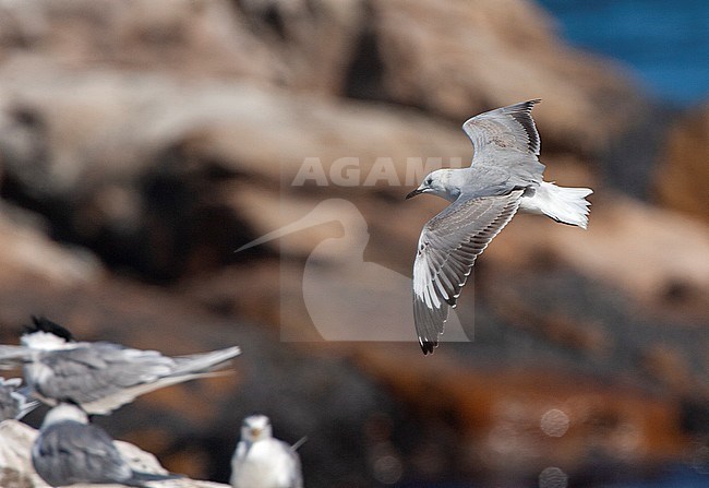 Immature African Grey-headed gull (Chroicocephalus cirrocephalus poliocephalus) in South Africa during their summer. stock-image by Agami/Marc Guyt,