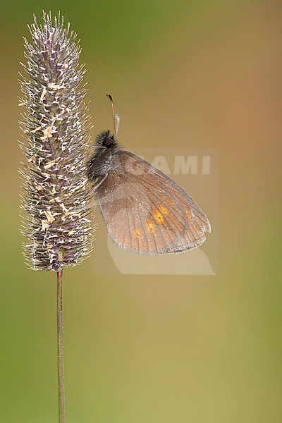 Kleine bergerebia / Lesser Mountain Ringlet (Erebia melampus stock-image by Agami/Wil Leurs,