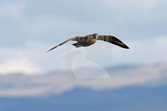 Chileense Grote Jager in de vlucht; Chilean Skua in flight stock-image by Agami/Marc Guyt,
