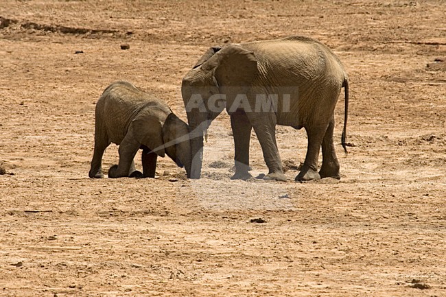 African Elephant; Afrikaanse olifant stock-image by Agami/Martijn Verdoes,