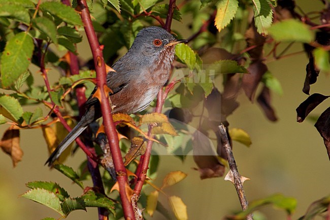Provencaalse Grasmus zittend op tak; Dartford Warbler perched on branch stock-image by Agami/Daniele Occhiato,