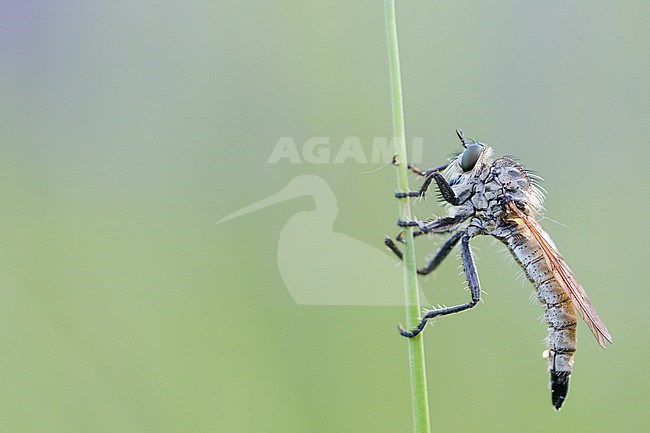Dysmachus fuscipennis - Kerbzangen-Raubfliege, Germany (Baden-Württemberg), imago, female stock-image by Agami/Ralph Martin,