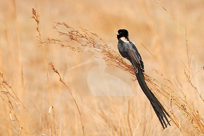 Adult male Long-tailed Widowbird (Euplectes progne) in summer plumage. Perched in dry tall grass. stock-image by Agami/Jacob Garvelink,