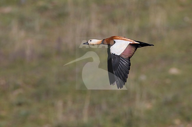 Casarca in vlucht, Ruddy Shelduck in flight stock-image by Agami/Daniele Occhiato,