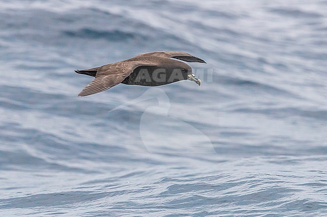 White-chinned Petrel (Procellaria aequinoctialis), side view of an individual in flight, Western Cape, South Afica stock-image by Agami/Saverio Gatto,