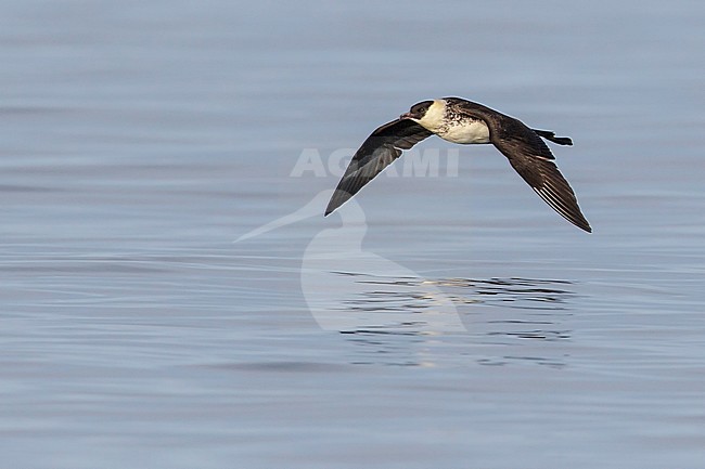 Pomarine Jaeger (Stercorarius pomarinus) flying near Nome, Alaska. stock-image by Agami/Glenn Bartley,