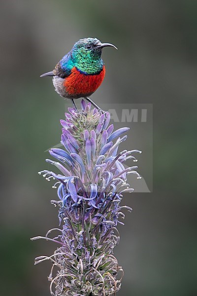 Male Northern Double-collared Sunbird (Cinnyris reichenowi) perched on a top of a plant in a rainforest clearing in Equatorial Guinea and Bioko. Also known as Golden-winged Sunbird. stock-image by Agami/Dubi Shapiro,