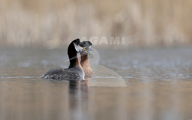 Red-necked Grebe (Podiceps griseigena) pair showing courtship behaviour on a lake in Rudersdal, Denmark stock-image by Agami/Helge Sorensen,